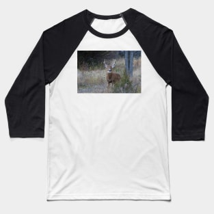 White-tailed buck Baseball T-Shirt